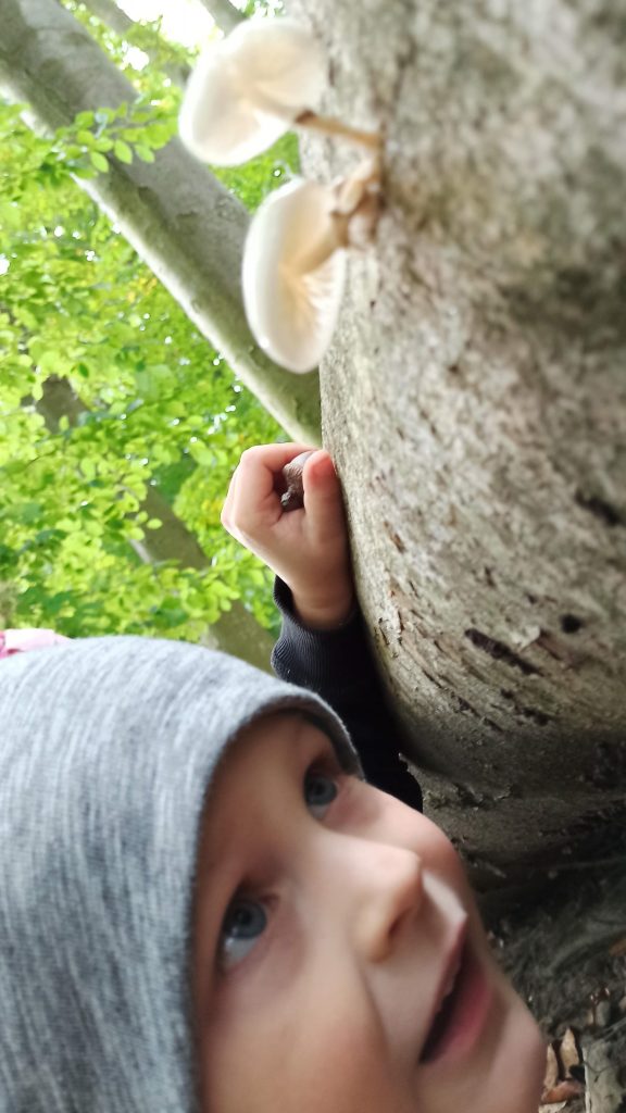 Edukacja leśna: Dziecko oglądające piękny owocnik monetki bukowej na kłodzie bukowej, fot. Witold Ciechanowicz