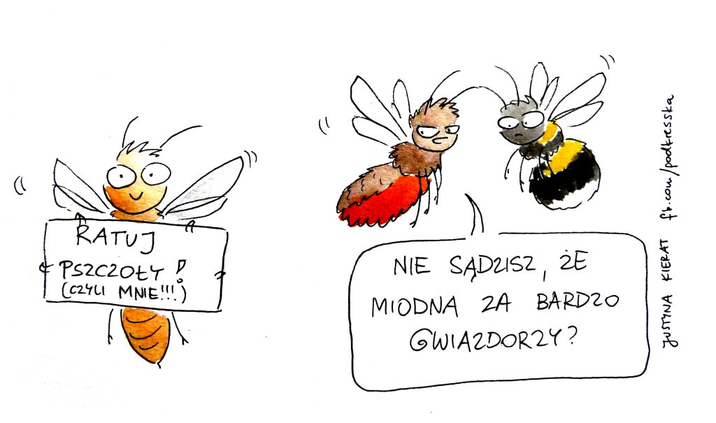 Pszczoła miodna gwiazdorzy, rys. Justyna Kierat