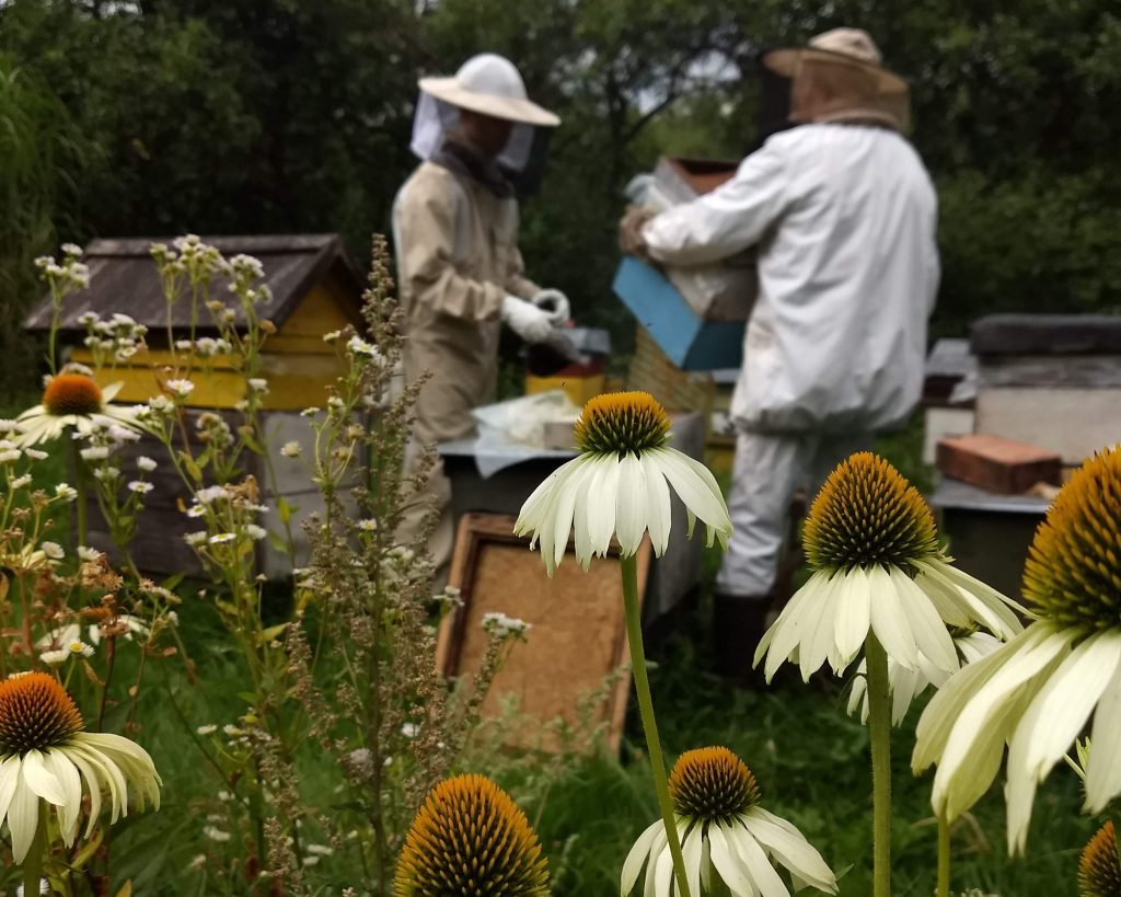 W pasiece: dwóch pracujących pszczelarzy, na pierwszym planie kwiaty o białych płatkach